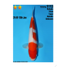 Kohaku Jumbo Toyota Dainichi 31cm