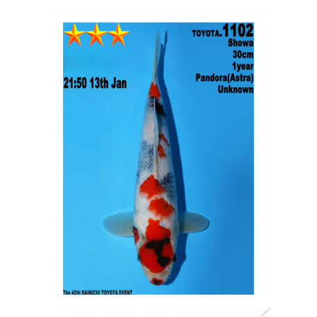 Showa Jumbo Toyota Dainichi 30cm