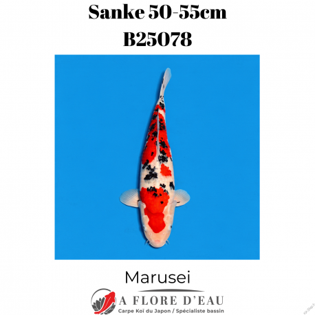 Sanke 50-55cm